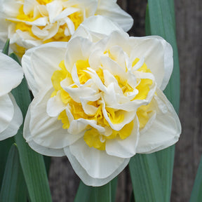 Queen Behaviour - Special Narcissus - Fluwel