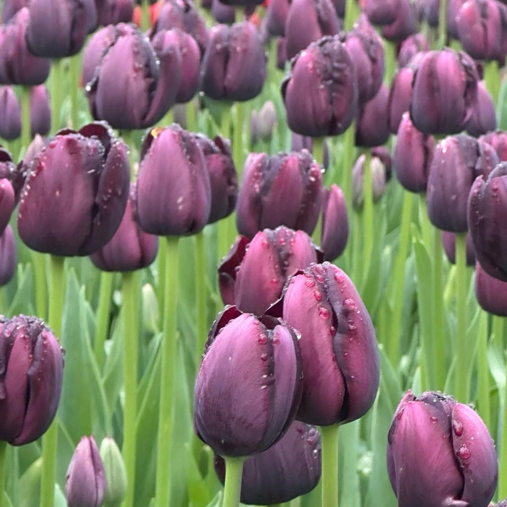 Queen of Night - Tulips - Fluwel