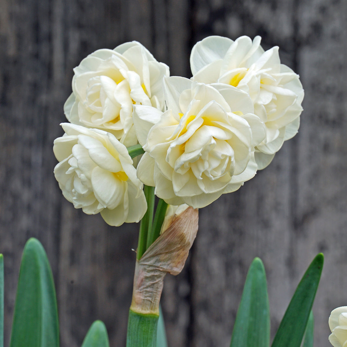 Rachel's Magic Spell - wit-gele Double narcis - Fluwel