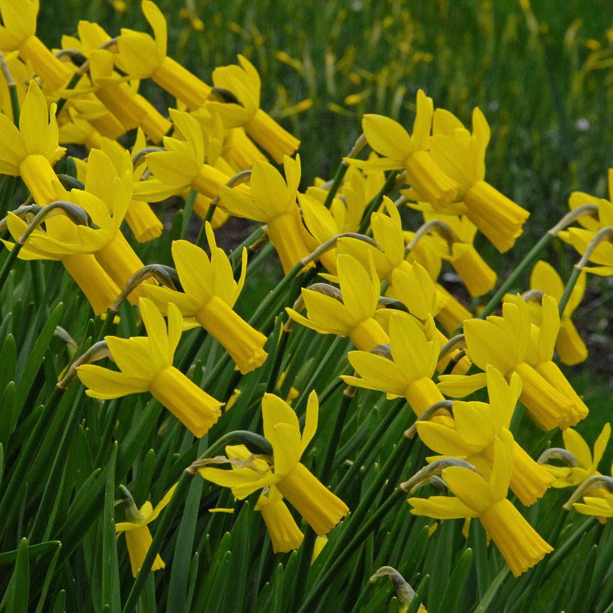 Rapture - gele Cyclamineus narcis - Fluwel