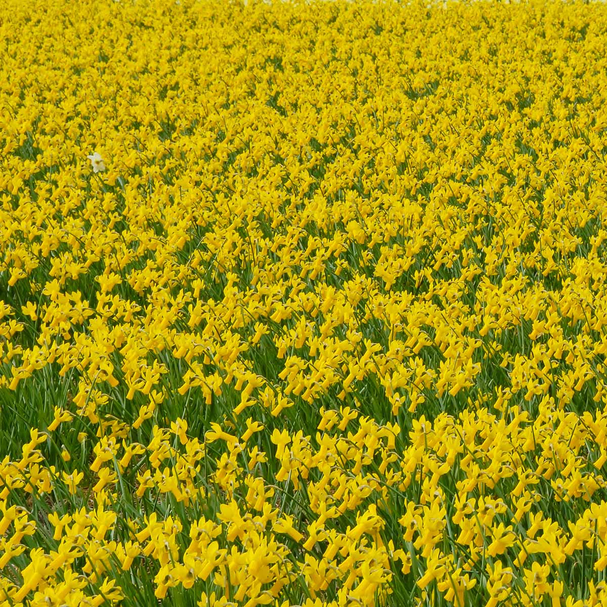 Rapture - gele Cyclamineus narcis - Fluwel
