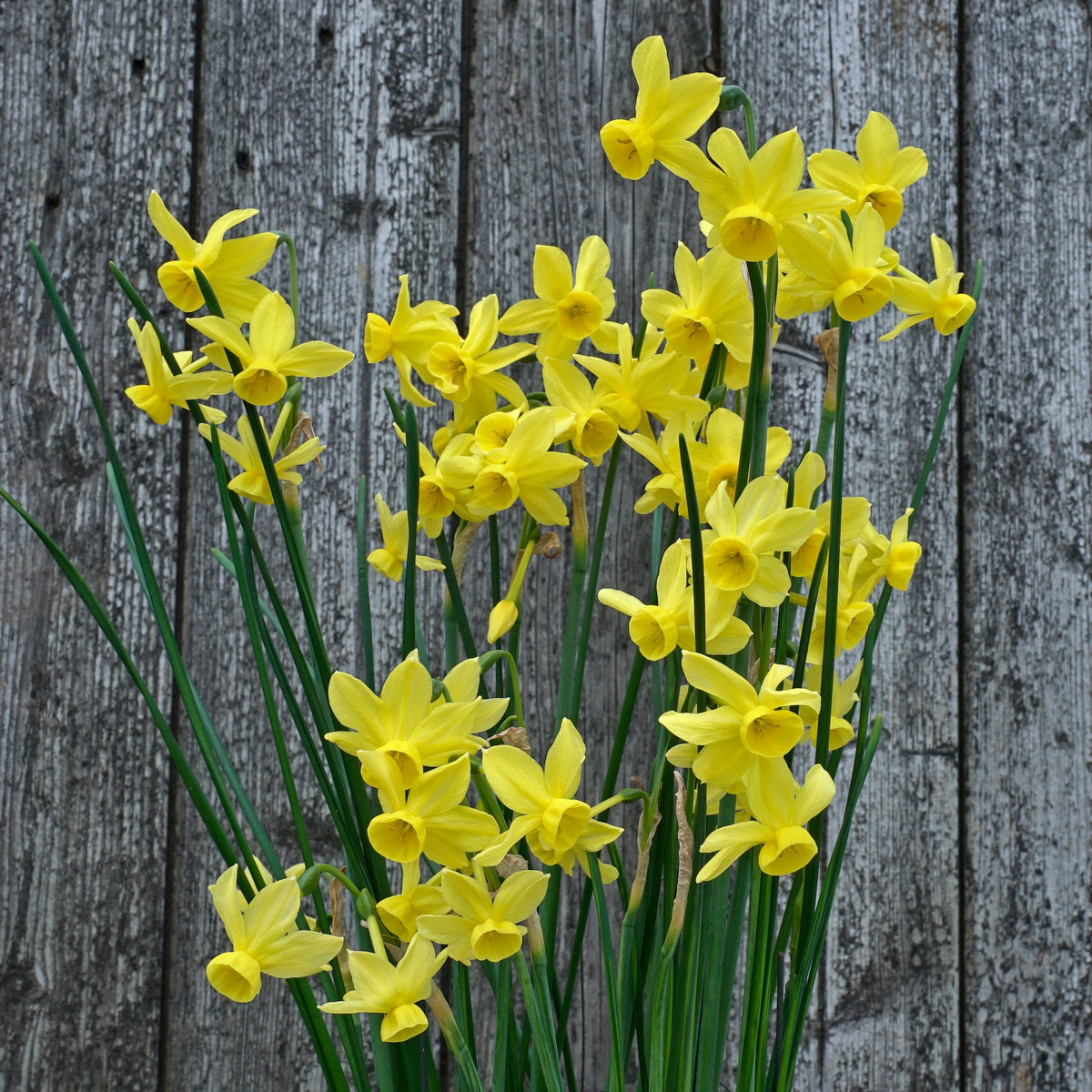 Razzmatazz - gele Jonquilla narcis - Fluwel
