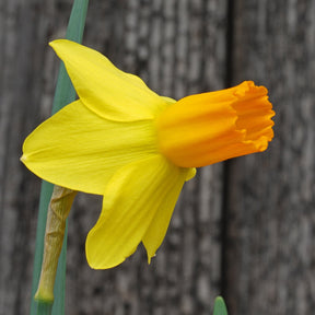 Right Stuff - Special Narcissus - Fluwel