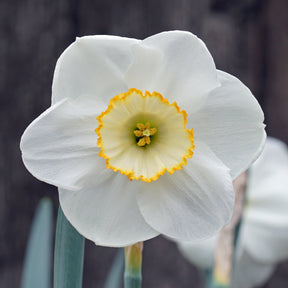 Ring Ring - Special Narcissus - Fluwel