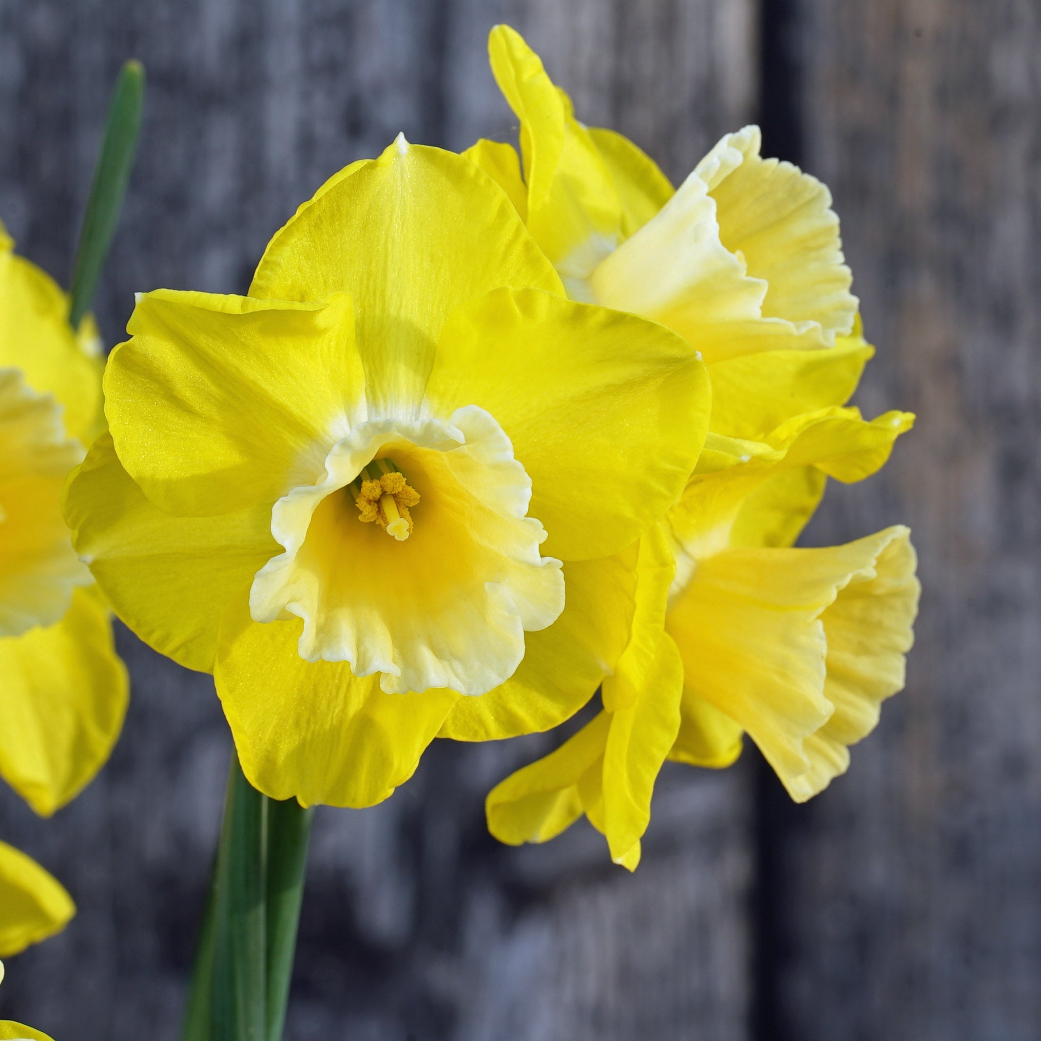 Road Runner - Special Narcissus - Fluwel