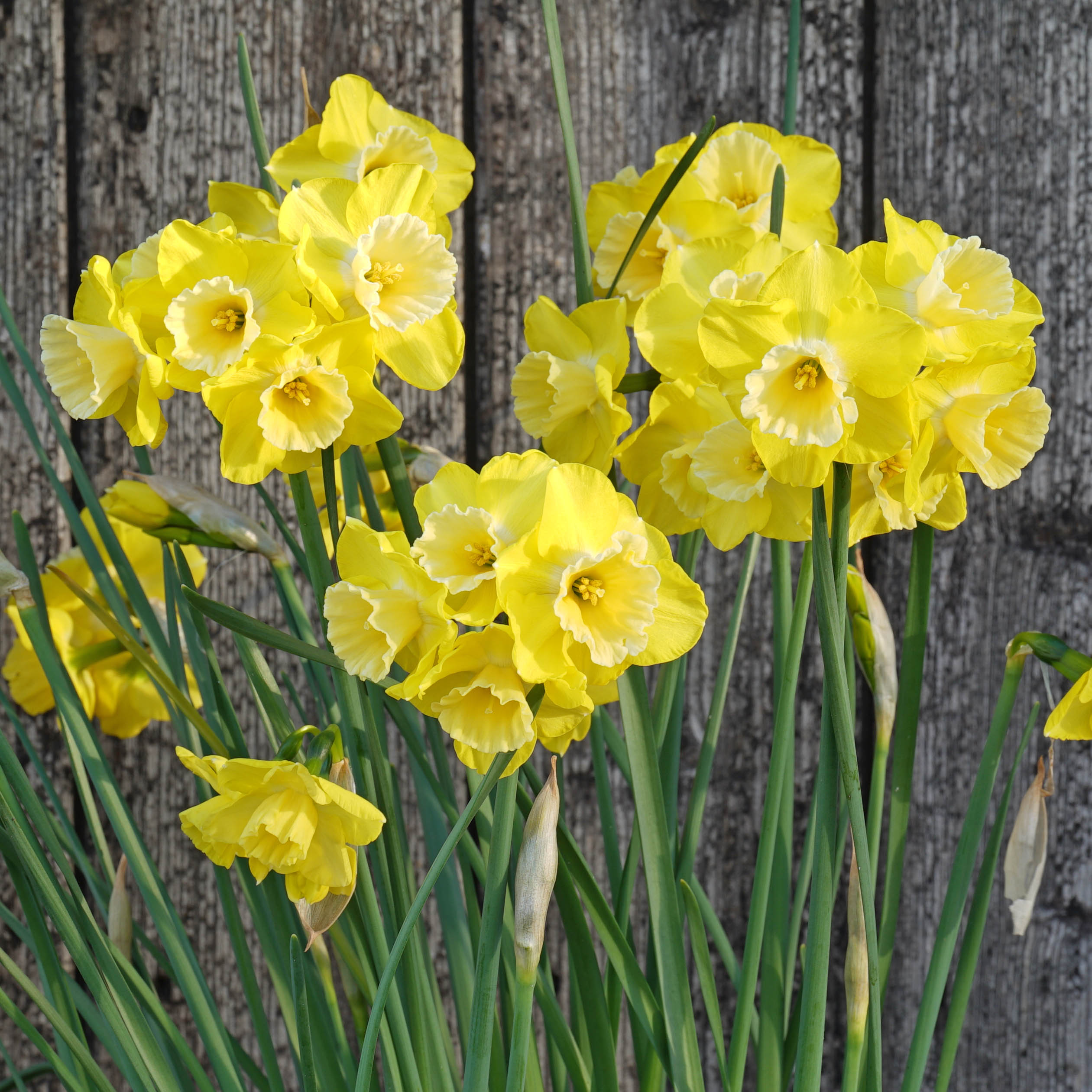 Road Runner - Special Narcissus - Fluwel