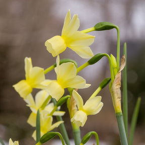Romantique - Special Narcissus - Fluwel