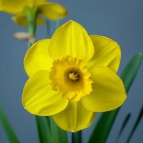 Round Oak - Special Narcissus - Fluwel