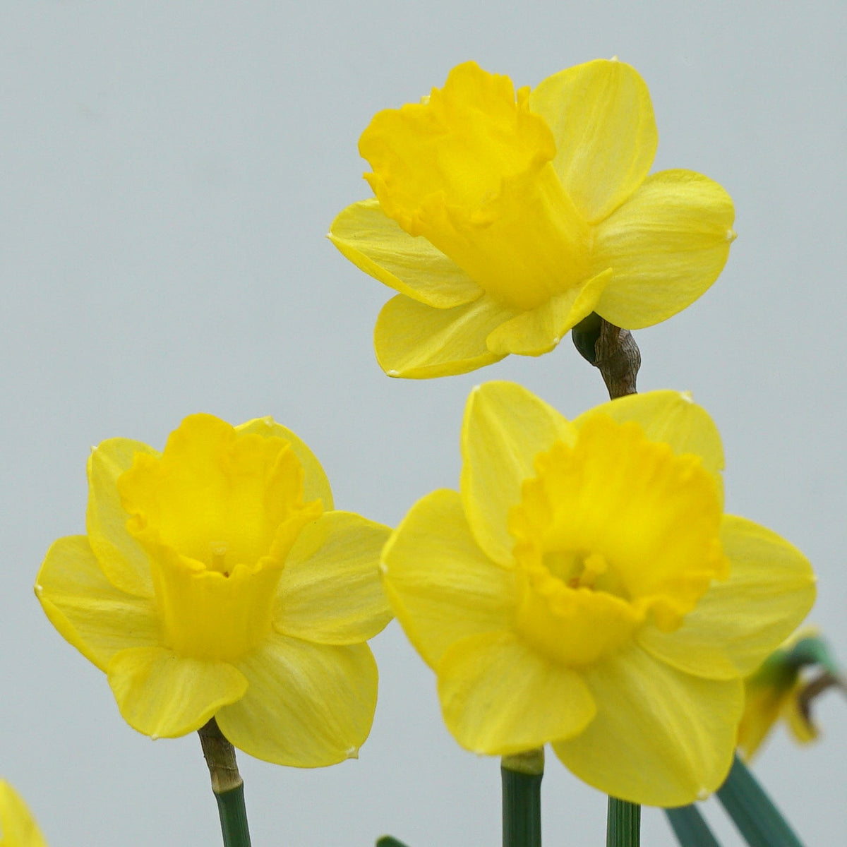 Roundita - gele narcis - Fluwel