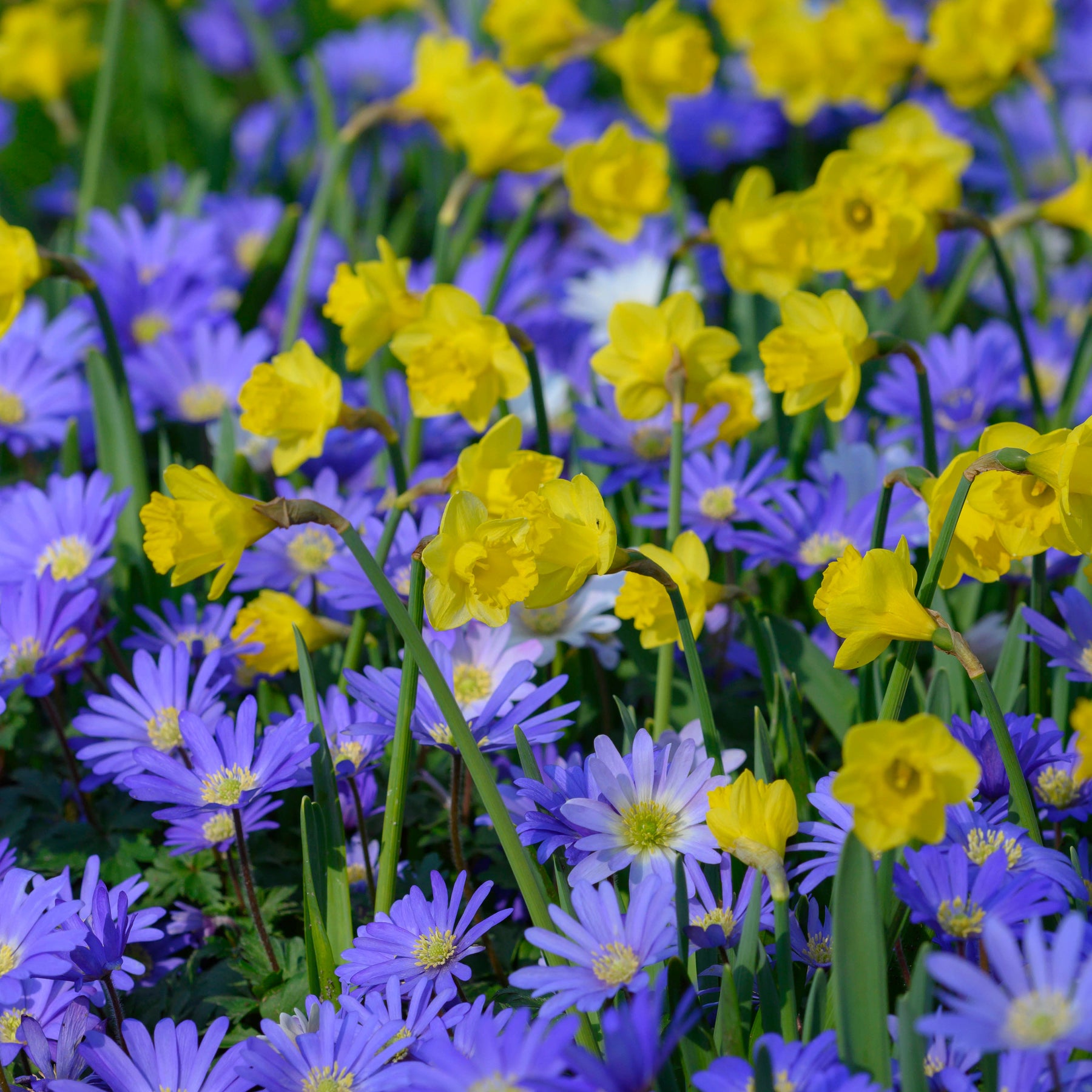 Roundita - Special Narcissus - Fluwel
