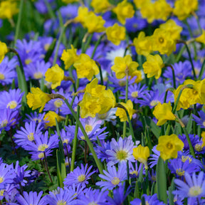 Roundita - Special Narcissus - Fluwel