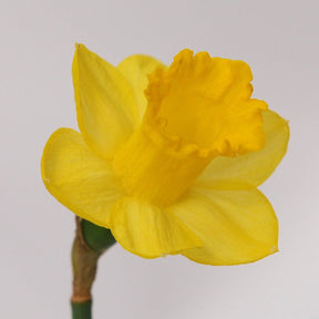 Roundita - Special Narcissus - Fluwel