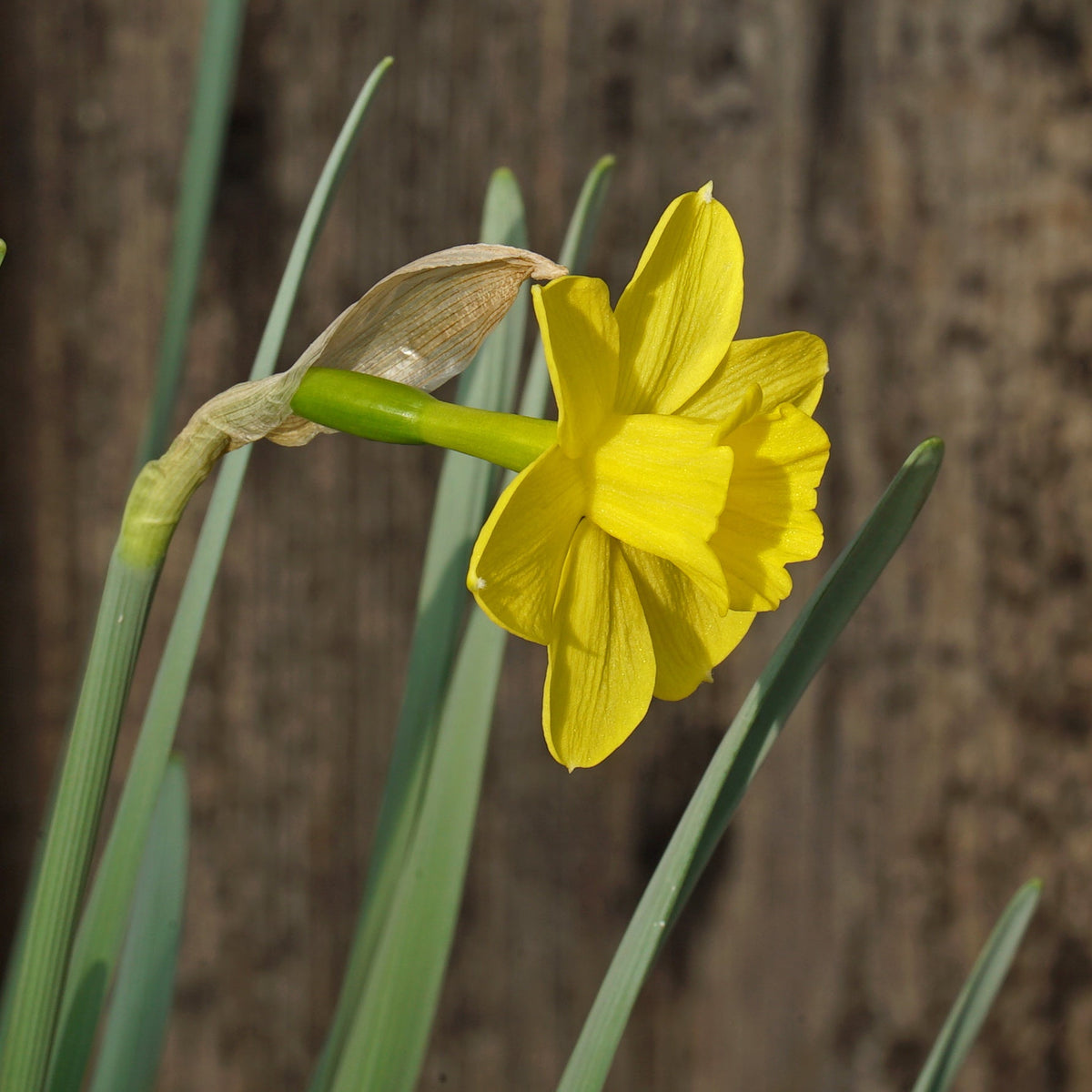 Rubelina - gele Large-cupped narcis - Fluwel