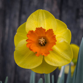 Rusty Doodle - Special Narcissus - Fluwel