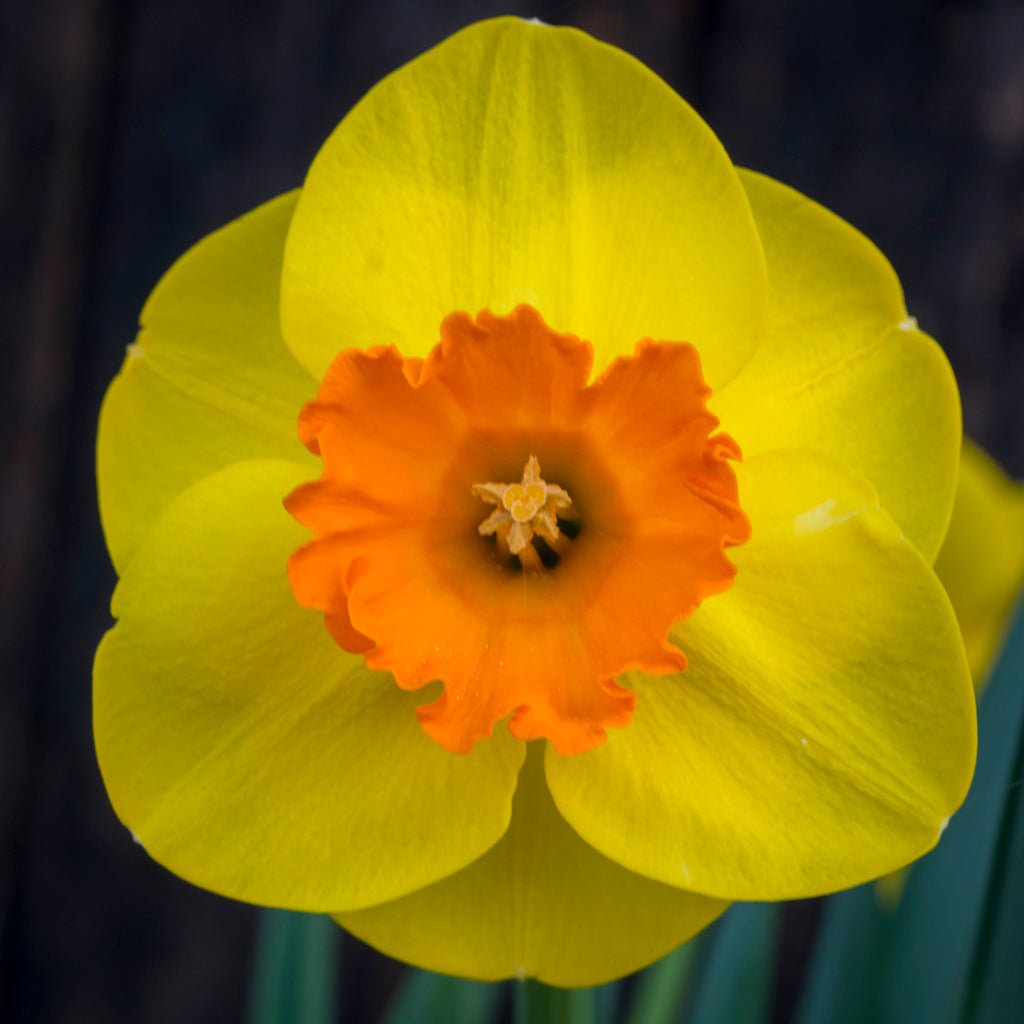 Rusty Doodle - geel-oranje-rode Large-cupped narcis - Fluwel