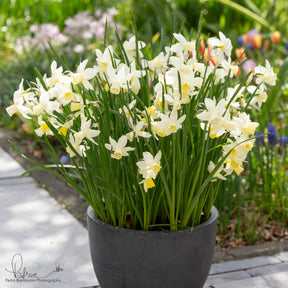 Sailboat - Narcissus - Fluwel