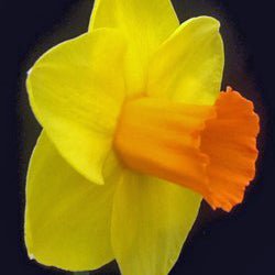 Sailor's Choice - Special Narcissus - Fluwel