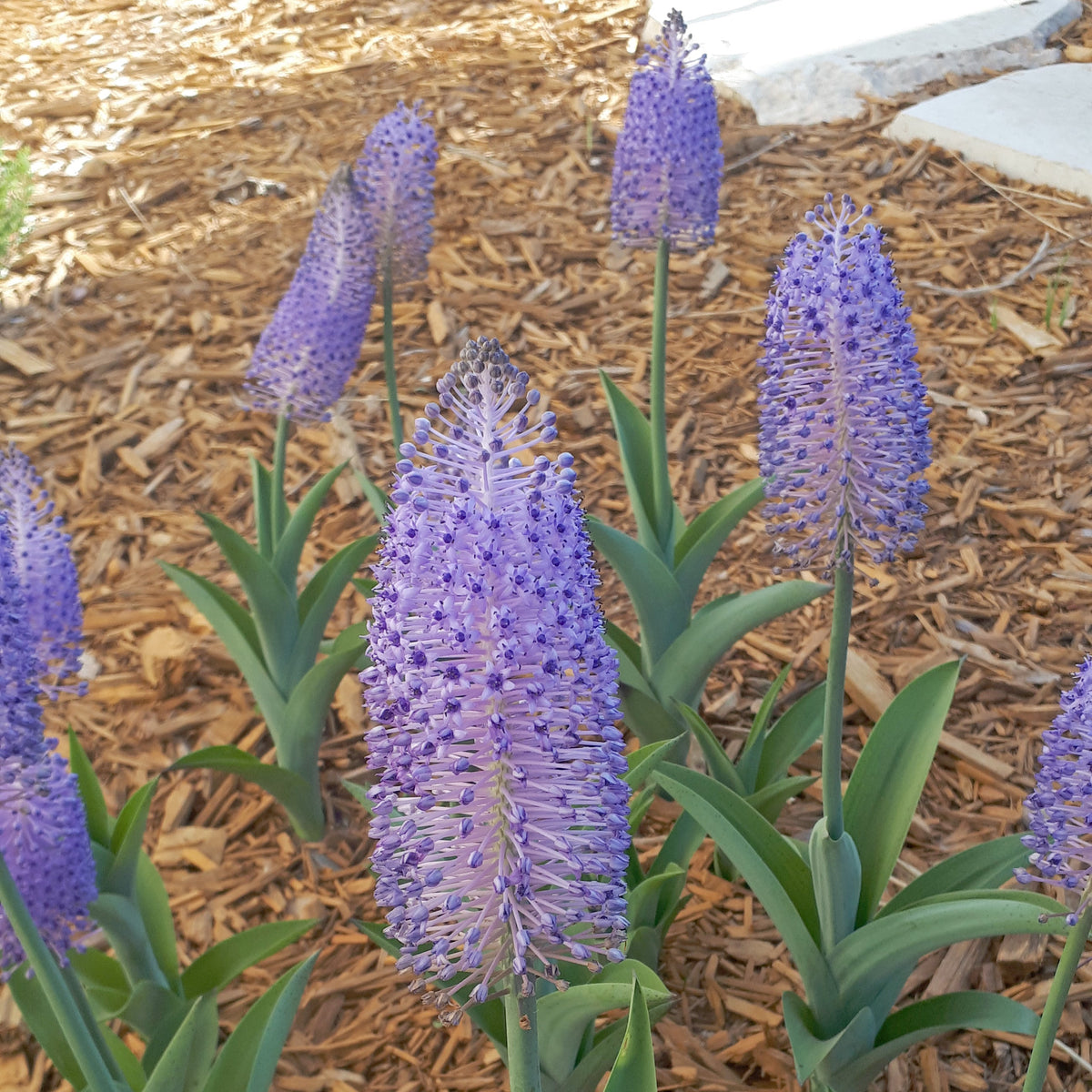 Scilla madeirensis - lila scilla - Fluwel