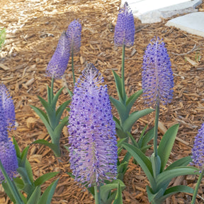 Scilla madeirensis - Spring specialty bulbs - Fluwel