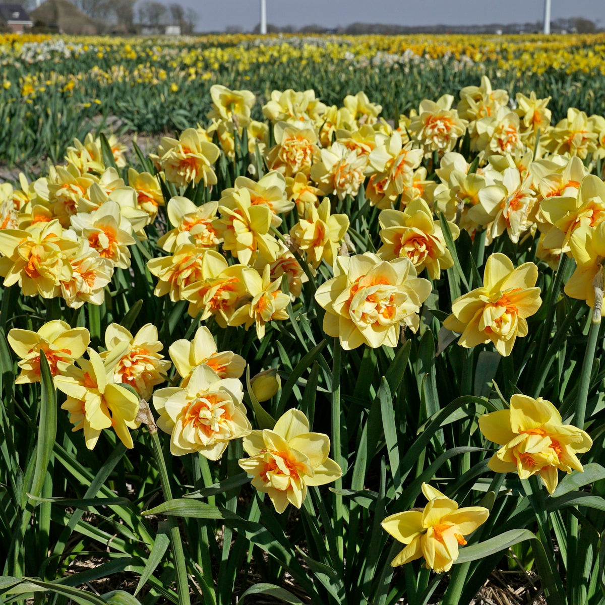 Sex on the Beach - geel-oranje Double narcis - Fluwel