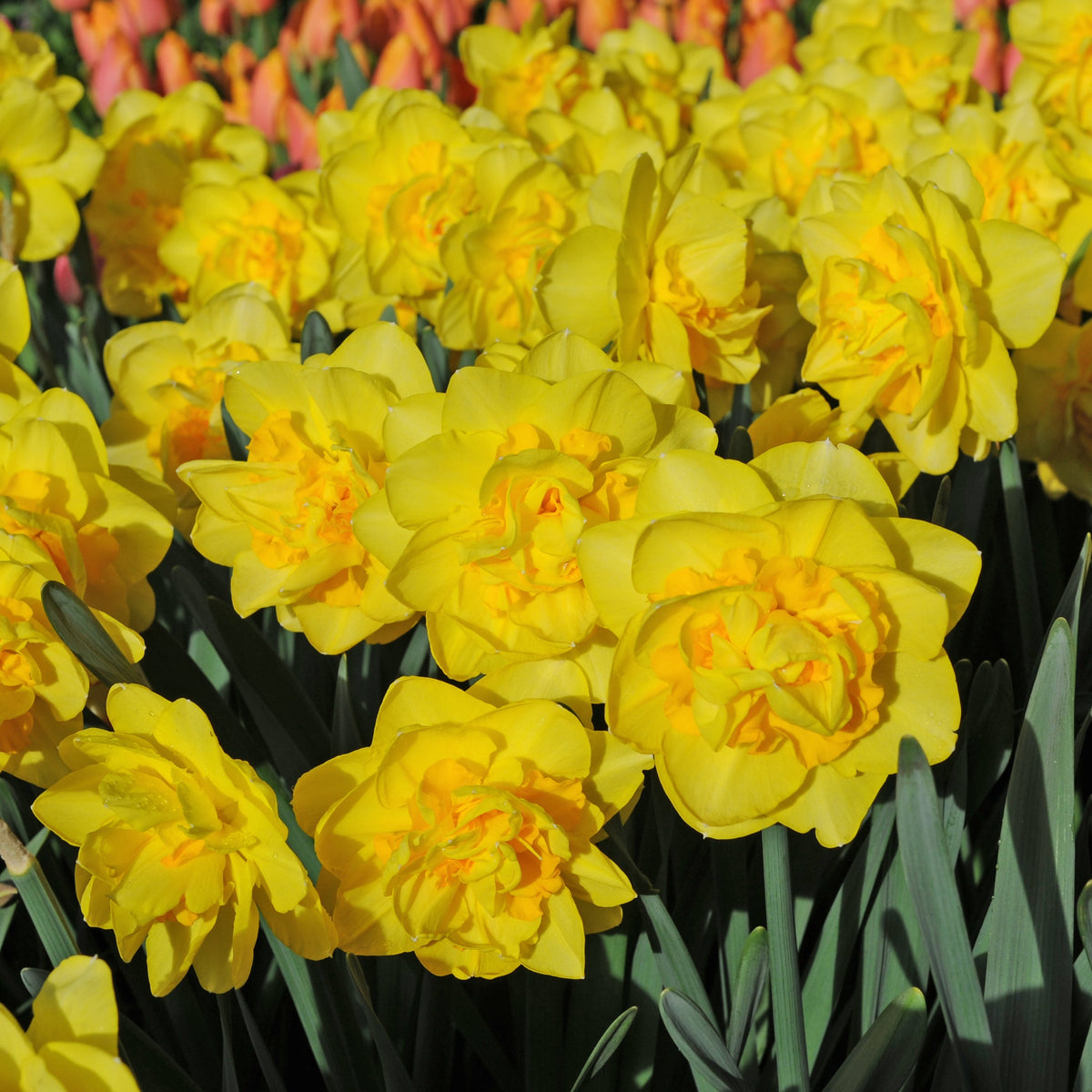 Sherborne - gele Double narcis - Fluwel
