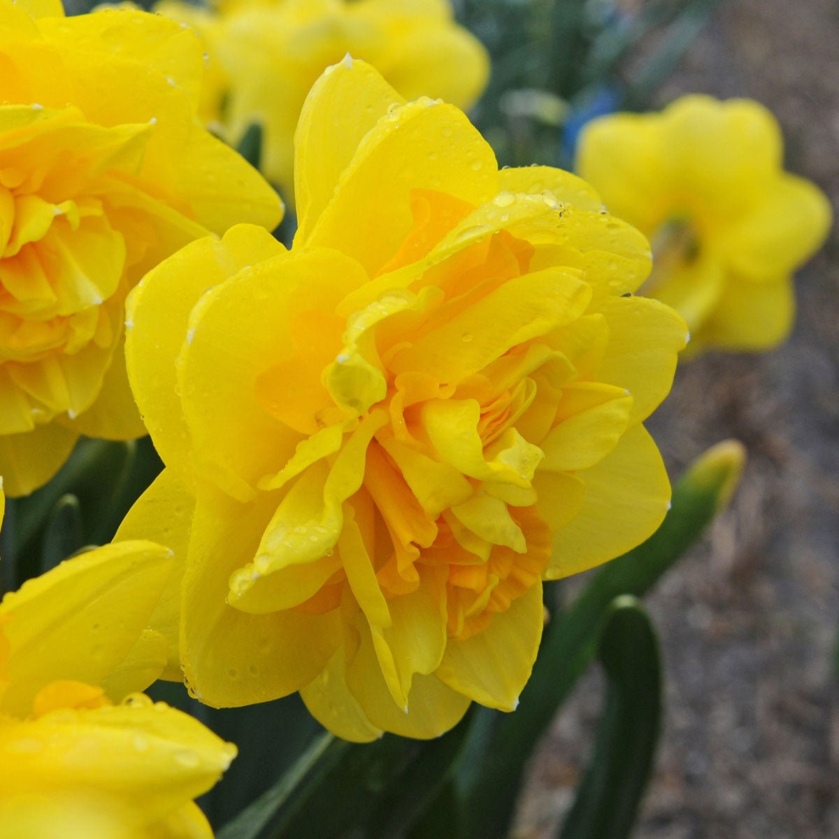 Sherborne - Special Narcissus - Fluwel