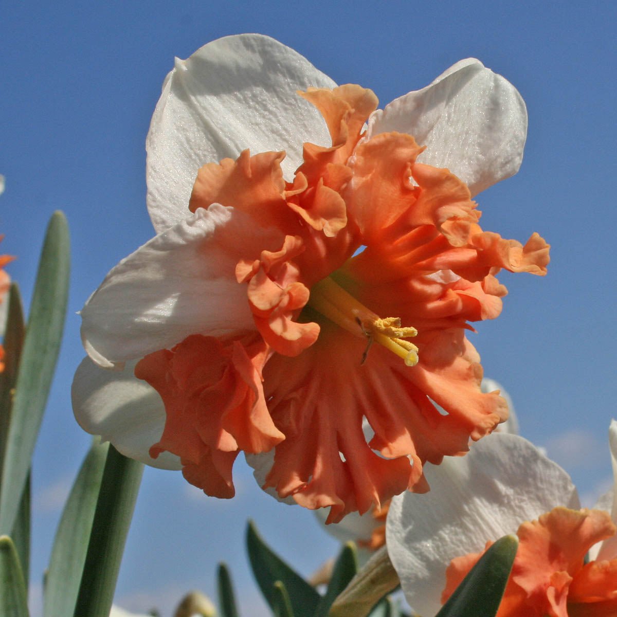 Shrike - Narcissus - Fluwel