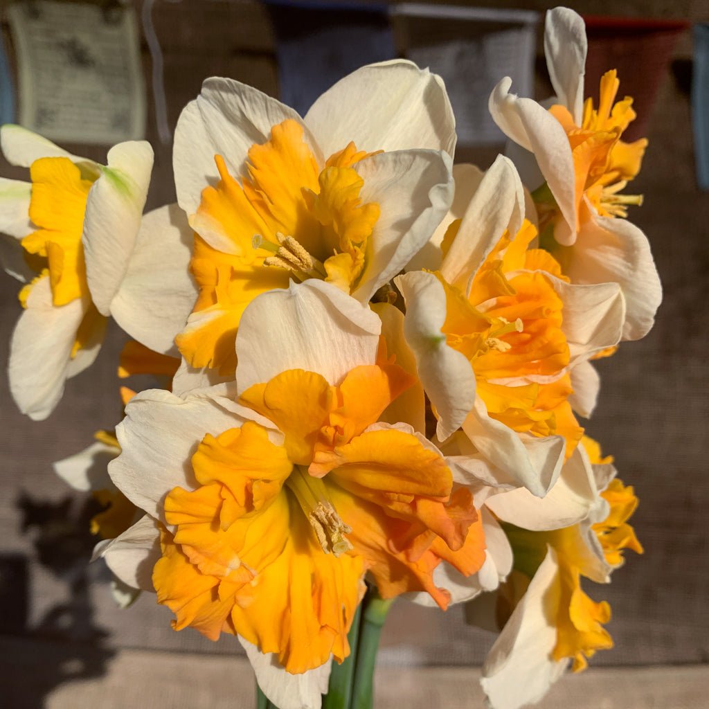 Shrike - Narcissus - Fluwel