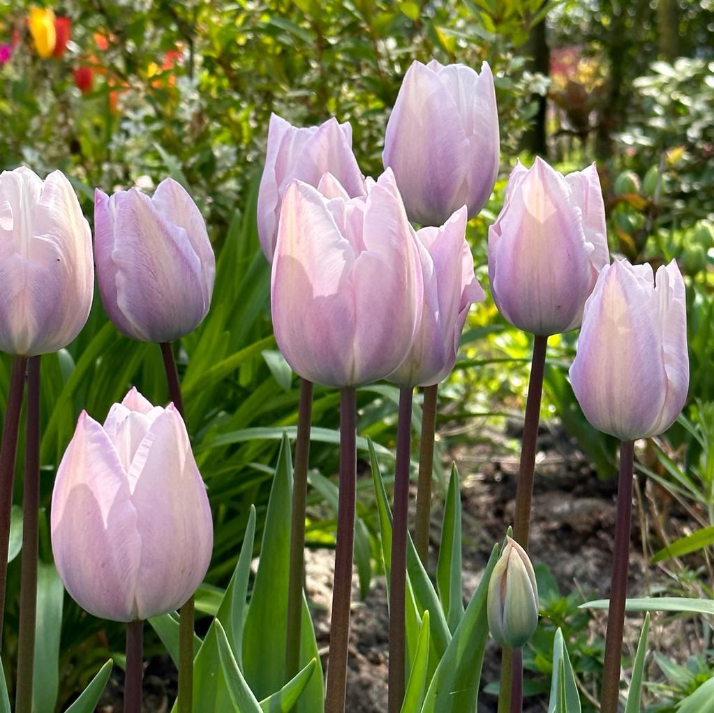 Silver Cloud - Tulips - Fluwel