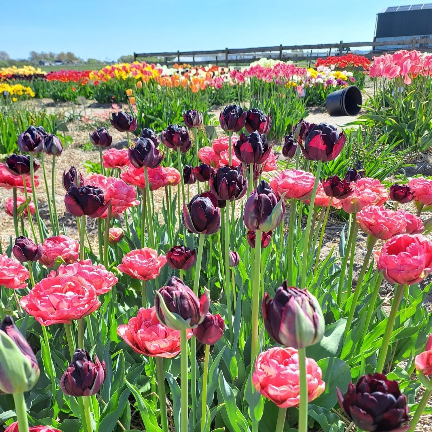 Simply Lovely - Mixes - Fluwel