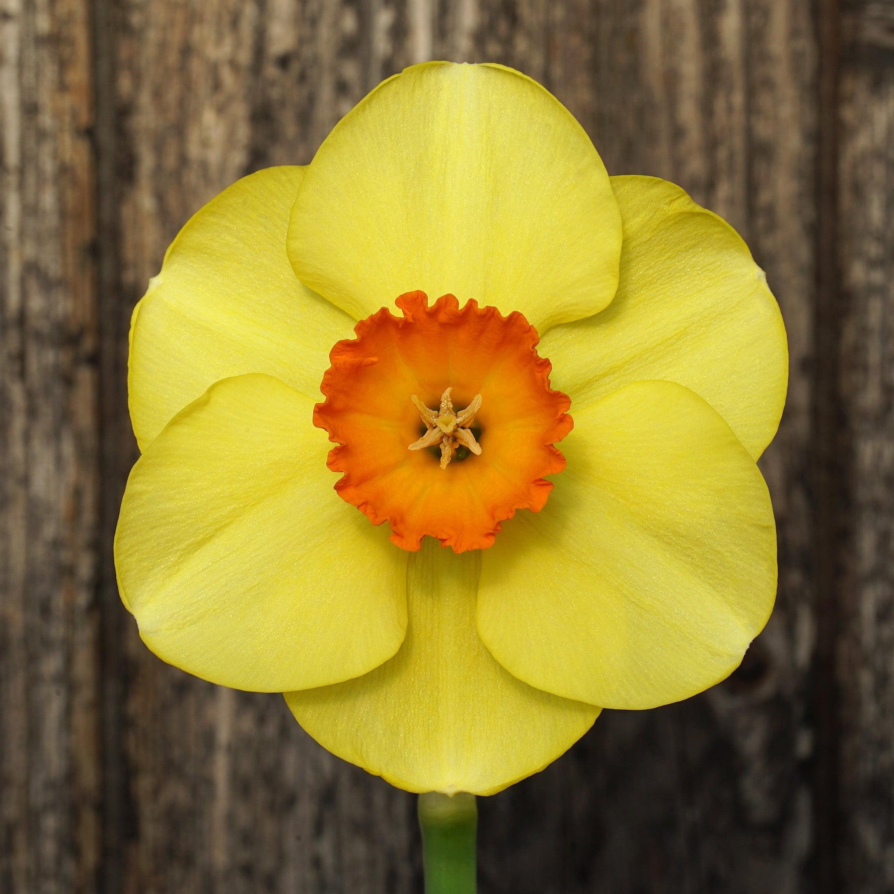 Smooth Criminal - Special Narcissus - Fluwel