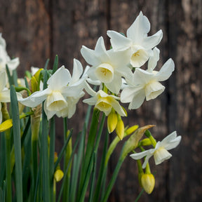 Sol Sister - Special Narcissus - Fluwel