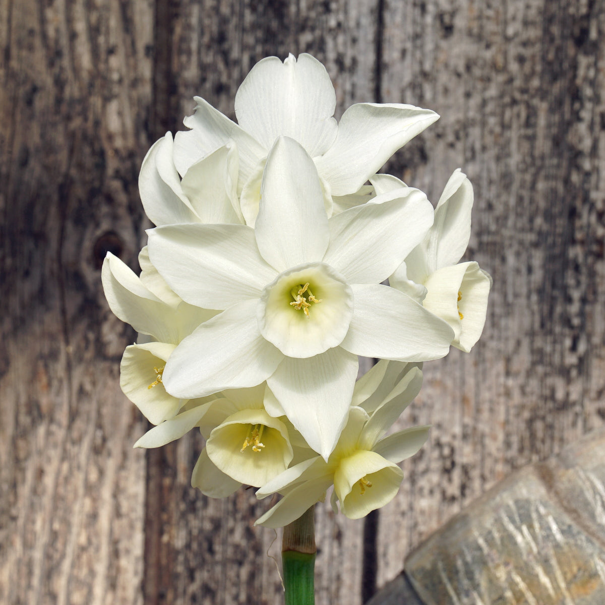 Sol Sister - witte Triandrus narcis - Fluwel