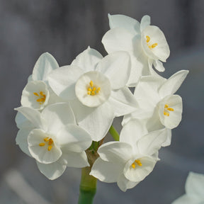 Starry Night - Special Narcissus - Fluwel