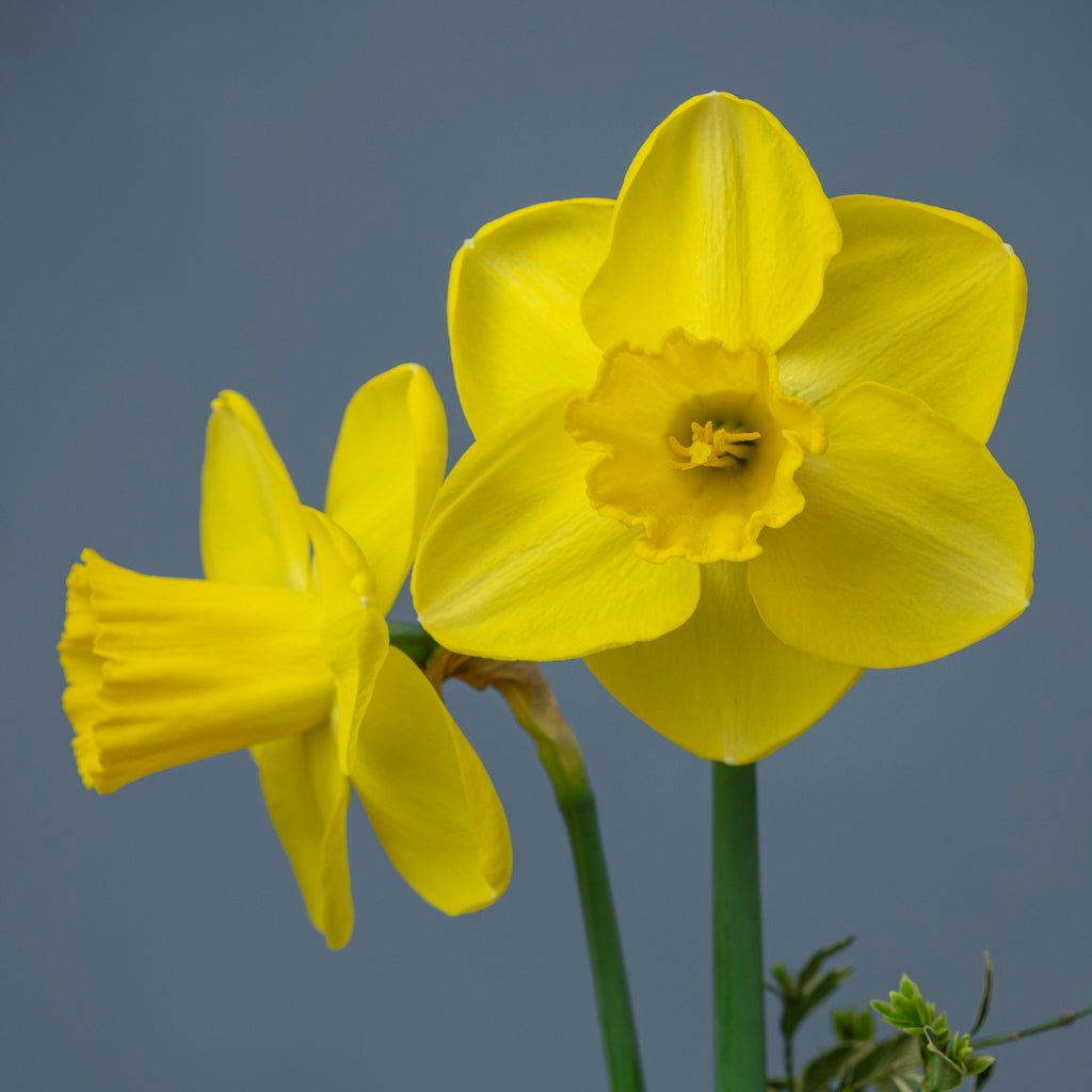 Summer Breeze - Special Narcissus - Fluwel