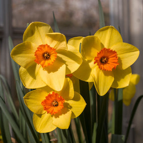 Sun Bronze - Special Narcissus - Fluwel