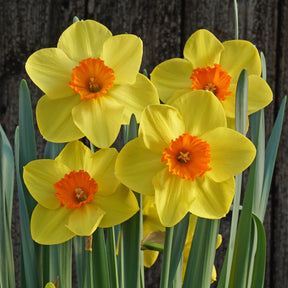 Sun Bronze - Special Narcissus - Fluwel