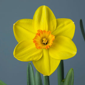 Sun Bronze - Special Narcissus - Fluwel