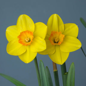 Sun Bronze - Special Narcissus - Fluwel