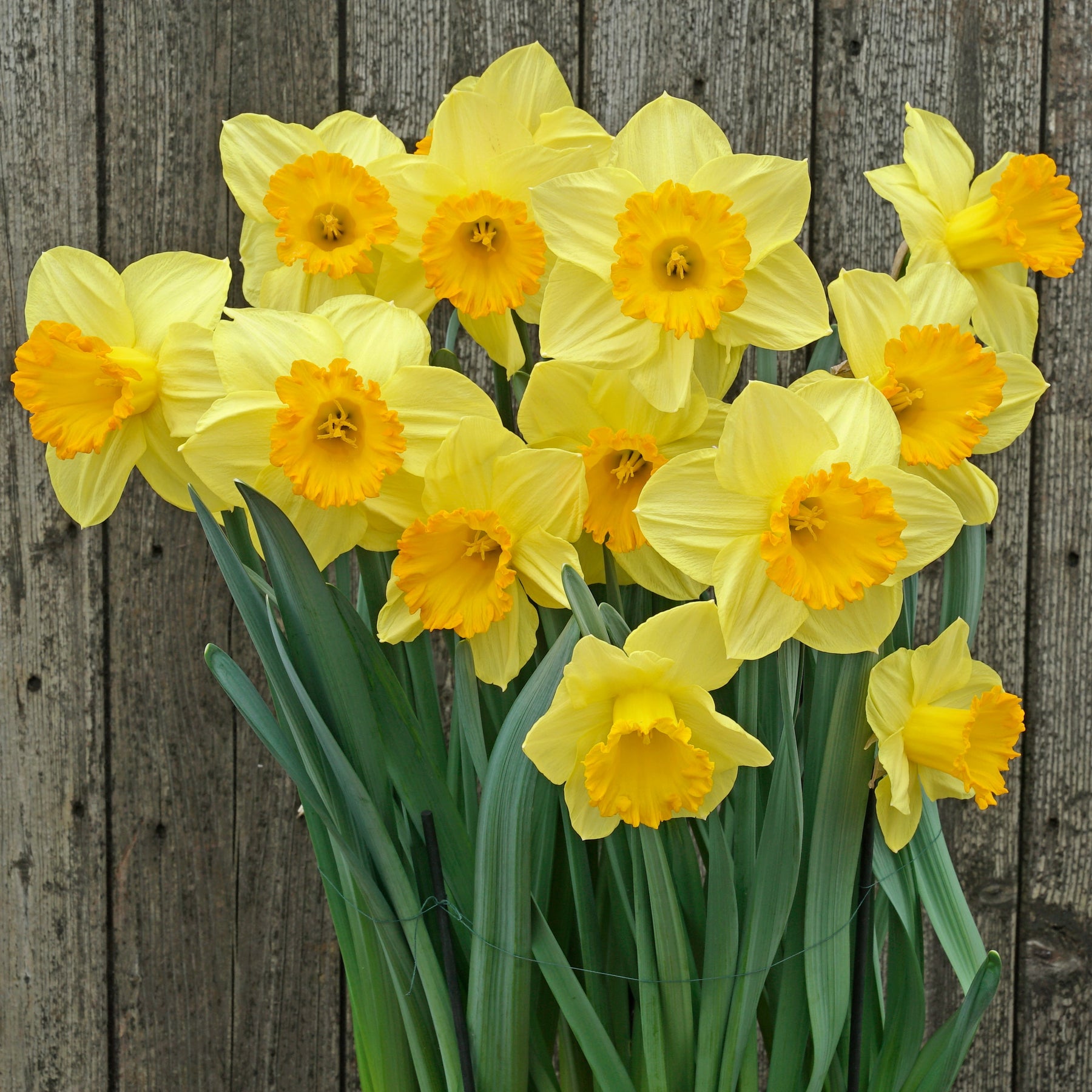 Sunny Sunday - Special Narcissus - Fluwel