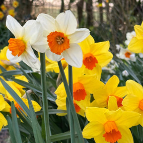 Sunshine Boys™ - Mixes - Fluwel