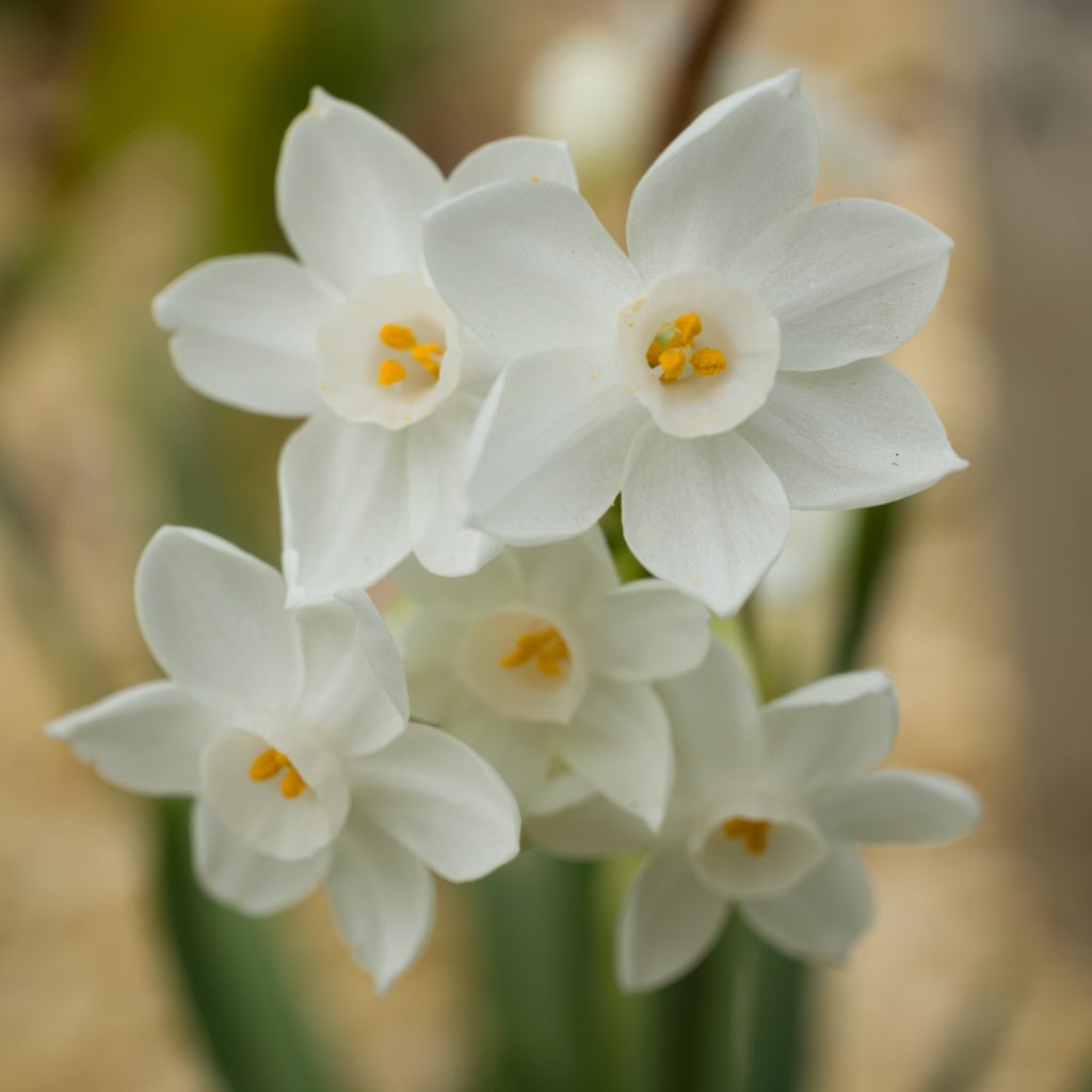 Tazetta pachybolbus - witte narcis - Fluwel