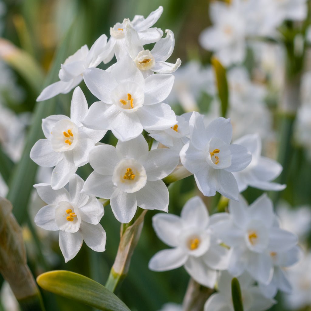 Tazetta pachybolbus - witte narcis - Fluwel