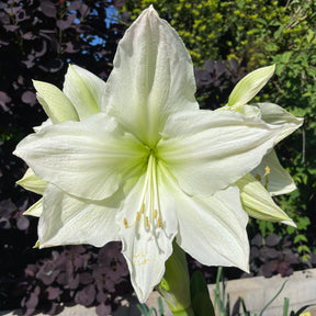 Amaryllis Lemon Grandise