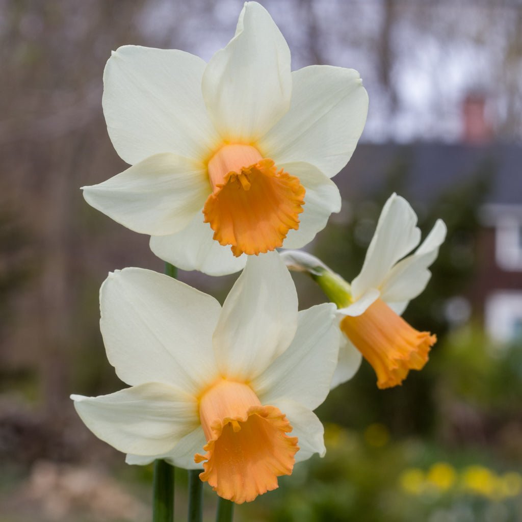 The Foxtrott - Cyclamineus narcis - Fluwel