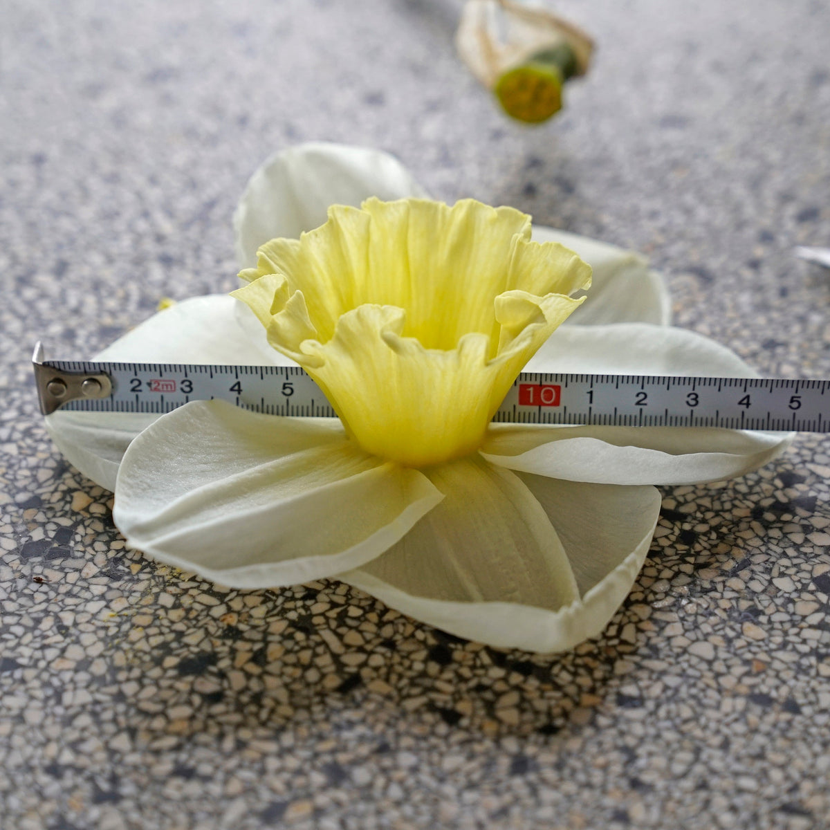 The Godfather - wit-gele Large-cupped narcis - Fluwel