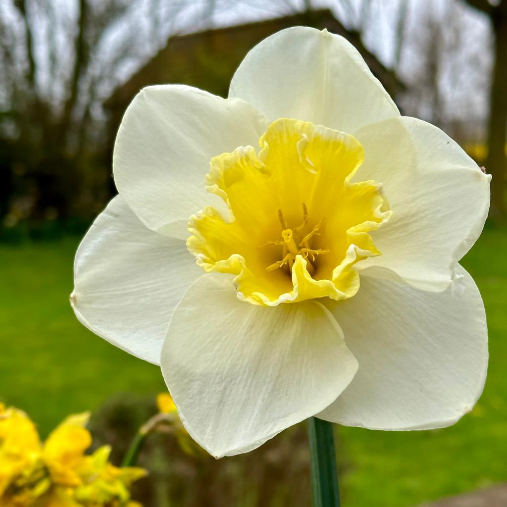 The Godfather - wit-gele Large-cupped narcis - Fluwel
