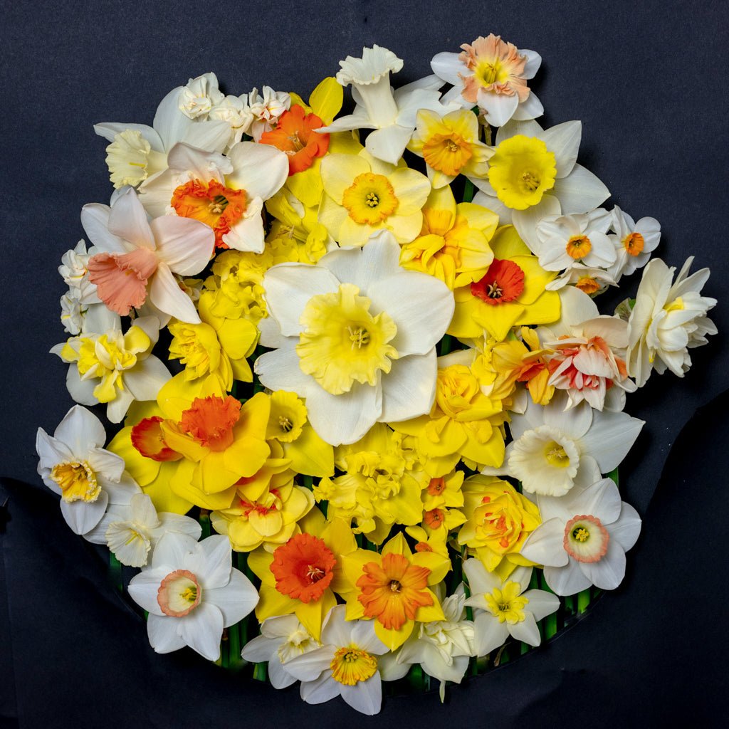 The Godfather - wit-gele Large-cupped narcis - Fluwel