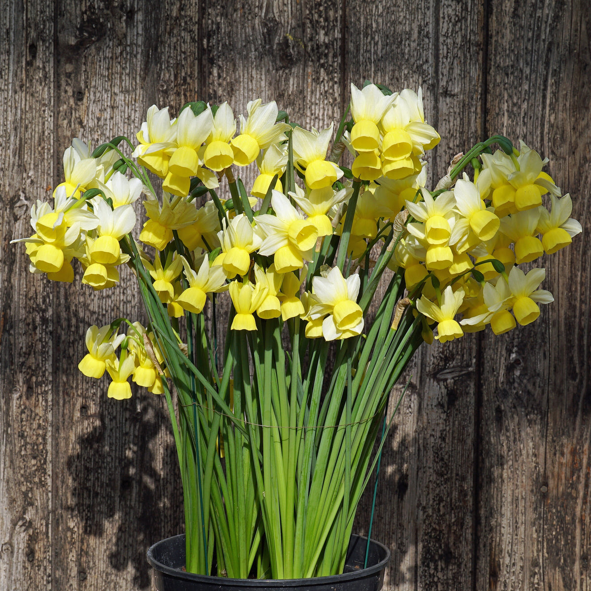 Theo Sanders - wit-gele Triandrus narcis - Fluwel