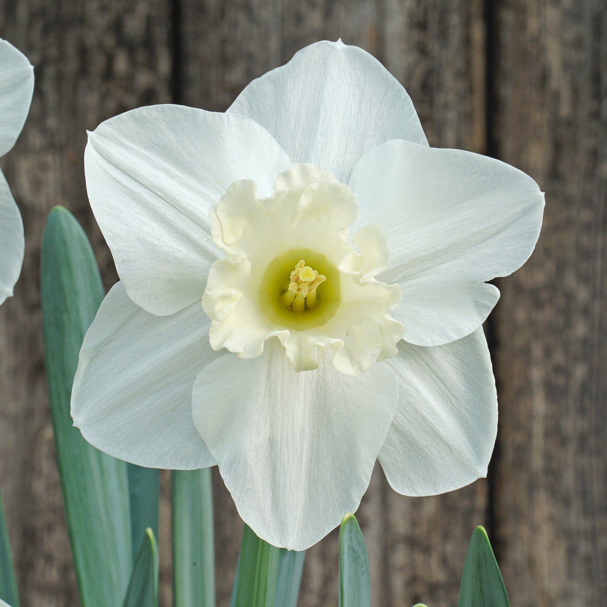This Love - witte Trumpet narcis - Fluwel